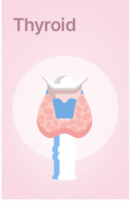 Explore Lab Tests related to Thyroid Health