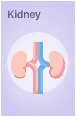 Explore Lab Tests related to Kidney Health