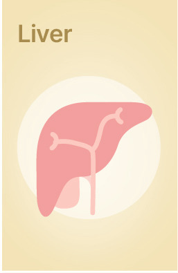 Explore Lab Tests related to Liver Health
