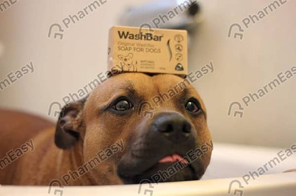 Dog Soap