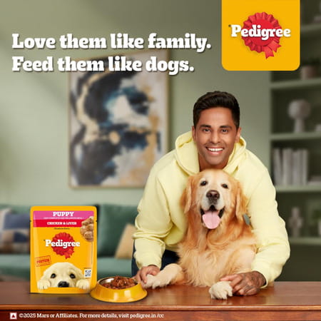 Pedigree Puppy Wet Dog Food | Chicken Chunks In Gravy | 70 G (Pack Of 90)