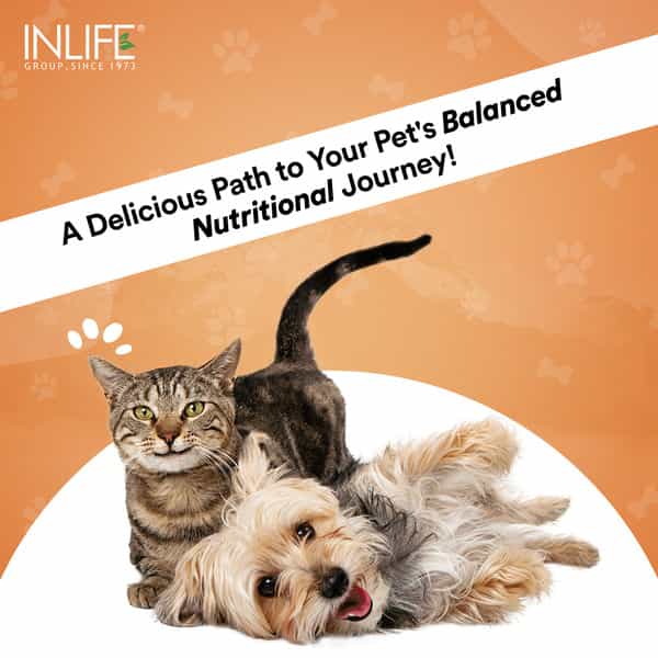 Inlife Nutritional Meal Mix Powder For Dogs Cats And Pets, Pet Protein Supplement - 500G (Chocolate)