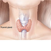 Cipzer Thyrocip 60 Capsules Supports Thyroid Health | Helps Manage Hyperthyroidism & Weight Balance