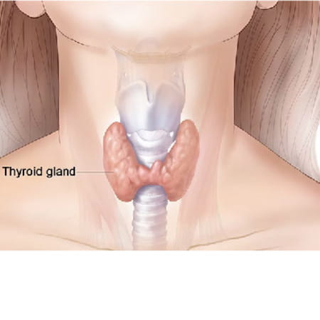 Cipzer Thyrocip 60 Capsules Supports Thyroid Health | Helps Manage Hyperthyroidism & Weight Balance