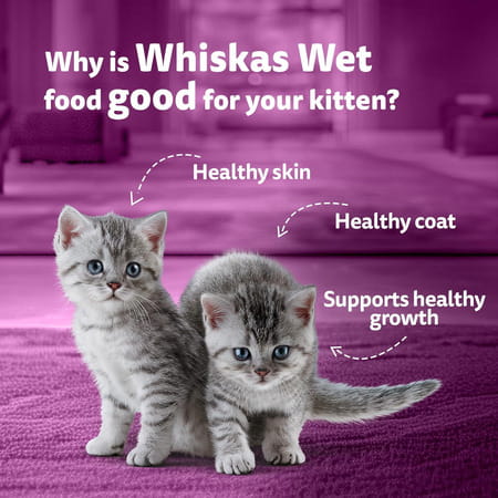 Whiskas Junior Kitten (2-12 Months) Wet Cat Food | Chicken In Gravy | 80 G (Pack Of 14)