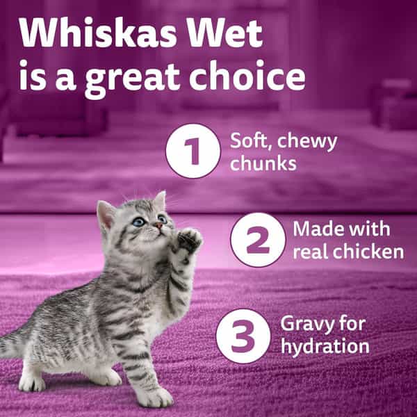 Whiskas Junior Kitten (2-12 Months) Wet Cat Food | Chicken In Gravy | 80 G (Pack Of 14)