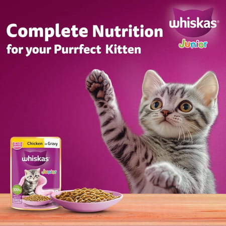 Whiskas Junior Kitten (2-12 Months) Wet Cat Food | Chicken In Gravy | 80 G (Pack Of 14)