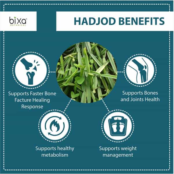 Bixa Botanical Hadjod Powder- Supports Bone | Joints & Cartilage Health(200G)