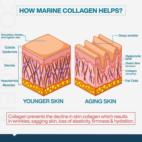 Myfitfuel Hydrolyzed Marine Collagen +Glucosamine | Hyaluronic | Biotin | Vitamin C (400Gm | Orange)
