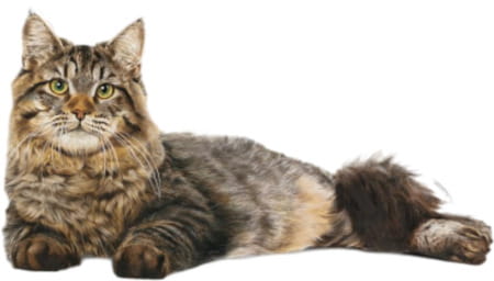 Royal Canin Urinary Care For Adult Cats | 400 Grams | Dry Food