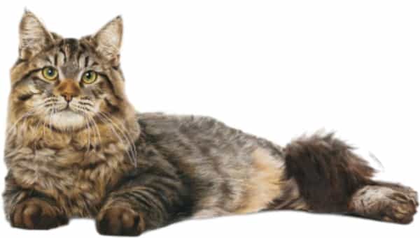 Royal Canin Urinary Care For Adult Cats | 400 Grams | Dry Food