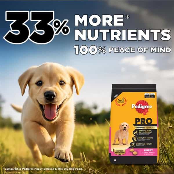 Pedigree Pro Puppy | Large Breed (3-18 Months) Dry Dog Food | 3 Kg Pack | Chicken