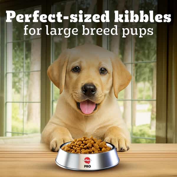 Pedigree Pro Puppy | Large Breed (3-18 Months) Dry Dog Food | 3 Kg Pack | Chicken