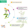 Pack Of 2 Jasmine Sambac Essential Oil & Calendula Carrier Oil - 100% Pure Natural & Undiluted