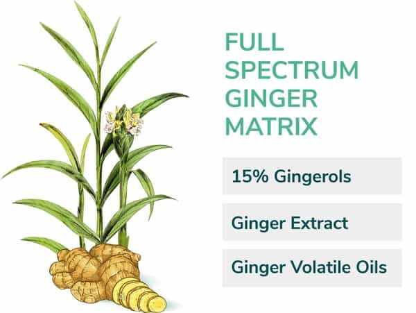 Aurea Pureveda Activ Digest - Full Spectrum Ginger Extract - 30 Veg Capsules
