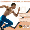 Wellbeing Nutrition Organic Vegan Plant Protein Isolate | Dark Chocolate Hazelnut - 500Gm