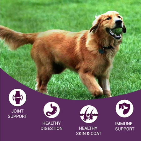 Bowlers Nutrimax Adult Dry Dog Food | Chicken & Vegetables | 10 Kg Protein