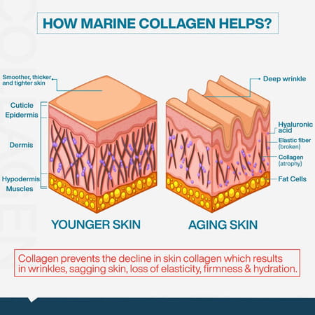 Myfitfuel Hydrolyzed Marine Collagen +Glucosamine, Hyaluronic, Biotin, Vitamin C (100gm, Unflavored)
