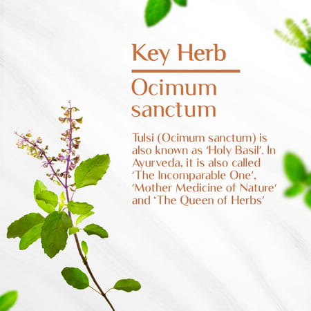 Maharishi Ayurveda Organic Tulsi Tablets | For Respiratory Wellness | 100% Organic | 60 Tabs