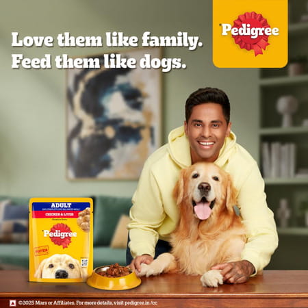 Pedigree Adult Wet Dog Food | Chicken & Liver Chunks In Gravy | 70 G (Pack Of 90)