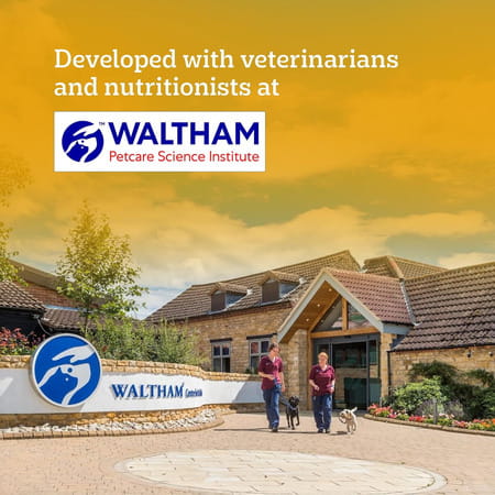 Pedigree Adult Wet Dog Food | Chicken & Liver Chunks In Gravy | 70 G (Pack Of 90)