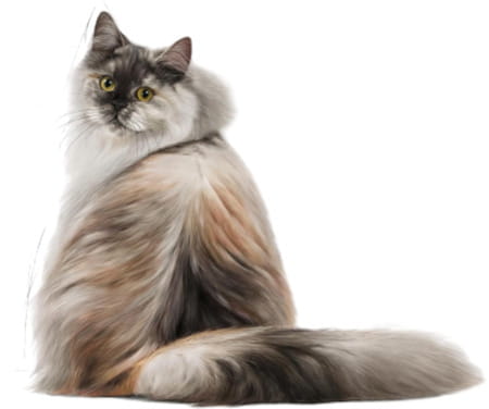 Royal Canin Dry Cat Food Persian Adult - 400g