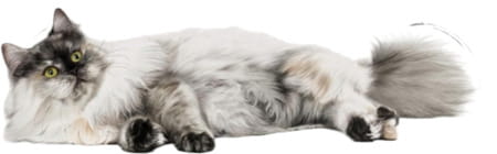 Royal Canin Dry Cat Food Persian Adult - 400g