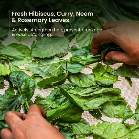 Nat Habit Trileaf Rosemary Conditioner For Hair Fall Control | For Dry & Damaged Hair - 150ml