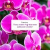 Plum Bodylovin' Orchid You Not Shower Gel- 240 Ml