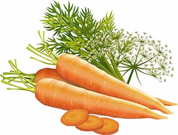 Biotique Bio Carrot Seed Anti Aging After Bath Body Oil - 120 Ml