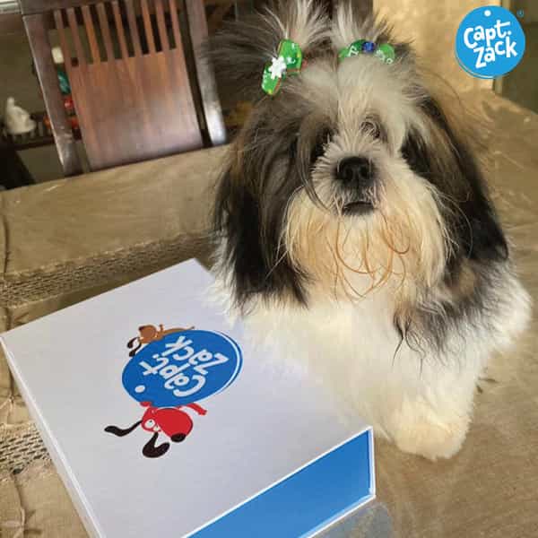 Captain Zack-The Shihtzu Groom Box-Ultimate 8 In 1 Head To Paw Groom-Kit For Your Dog.
