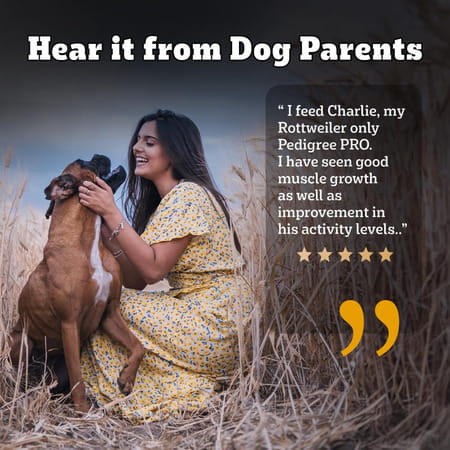 Pedigree Pro Adult Large Breed | Dry Dog Food (18 Months Onwards) | 3 Kg Pack | Chicken