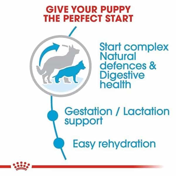 Royal Canin Maxi Starter | Mother & Babydog Food | 4 Kg | Dry Food