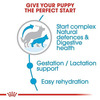 Royal Canin Maxi Starter | Mother & Babydog Food | 4 Kg | Dry Food