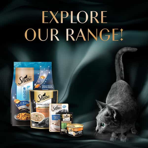 Sheba Rich Premium Adult (1+ Years) Wet Cat Food | Fish With Dry Bonito Flavour | 12 X 35 G
