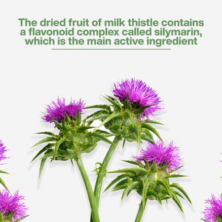 Myfitfuel Milk Thistle Extract (80% Silymarin Flavonoids) | (600mg) | 90 Capsules