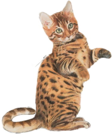 Fhn Kitten Sterilised 1.2kg