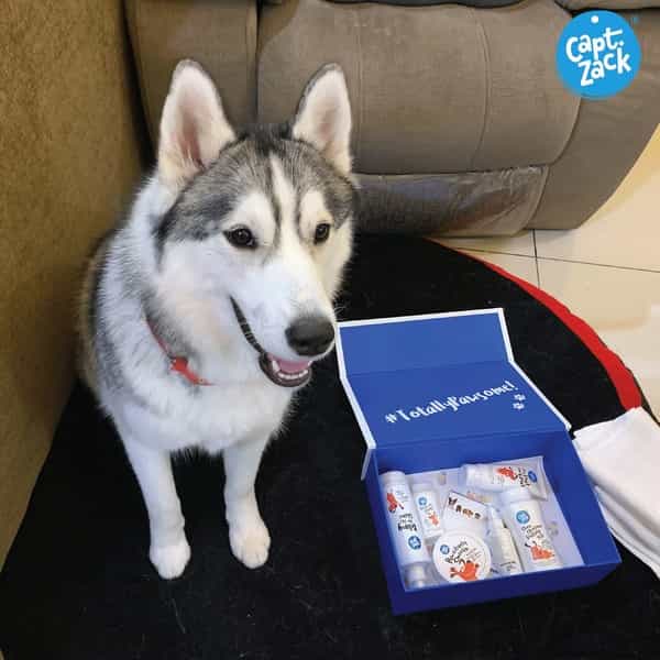 Captain Zack - The Husky Groom Box Ultimate 8-In-1 Head-To-Paw Groom-Kit For Your Dog