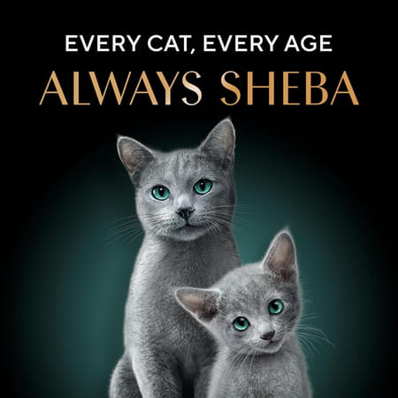 Sheba Rich Premium Adult (1+ Years) Wet Cat Food | Skipjack & Salmon Flavour | 12 X 35 G