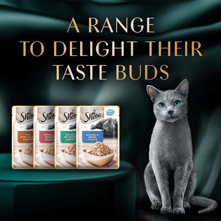 Sheba Rich Premium Adult (1+ Years) Wet Cat Food | Skipjack & Salmon Flavour | 12 X 35 G