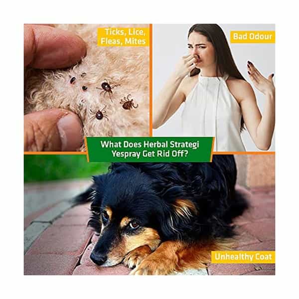 Herbal Strategi Yespray Dog Spray 200 Ml