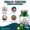 Healthmeds Tribulus Terrestris With Gokshura Extract | For Strength & Muscle Growth | 60 Capsules
