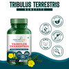 Healthmeds Tribulus Terrestris With Gokshura Extract | For Strength & Muscle Growth | 60 Capsules