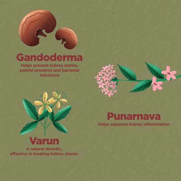 Foresta Organics Kidney Detox With Varun Punerneva & Ganoderma - 60 Capsules