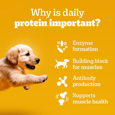 Pedigree Puppy Wet Dog Food | Chicken Chunks In Gravy | 70 G (Pack Of 30)