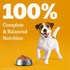 Pedigree Puppy Wet Dog Food | Chicken Chunks In Gravy | 70 G (Pack Of 30)