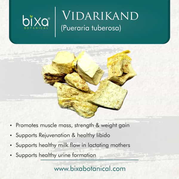 Bixa Botanical Vidarikand Powder-Promotes Muscle Mass | Strength & Weight Gain(200G)
