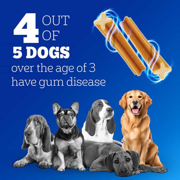 Pedigree Dentastix Oral Care Dog Treat | Adult Medium Breed (10-25 Kg) | 2.88 Kg (Pack Of 16)