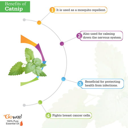 Go Woo 100% Pure Catnip Oil Virgin & Undiluted 30 Ml