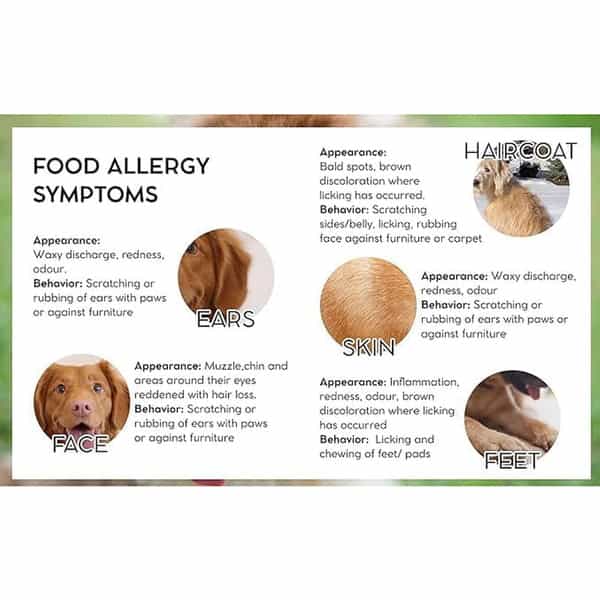 Vet Pro Hypoallergenic Dog Food | Hydrolyzed Fish Protein | 3Kg | Gluten-Free